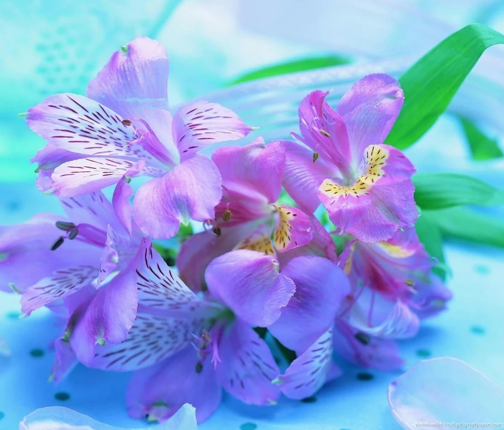 Download Freesia Flower Wallpapers For Samsung Galaxy Tab
