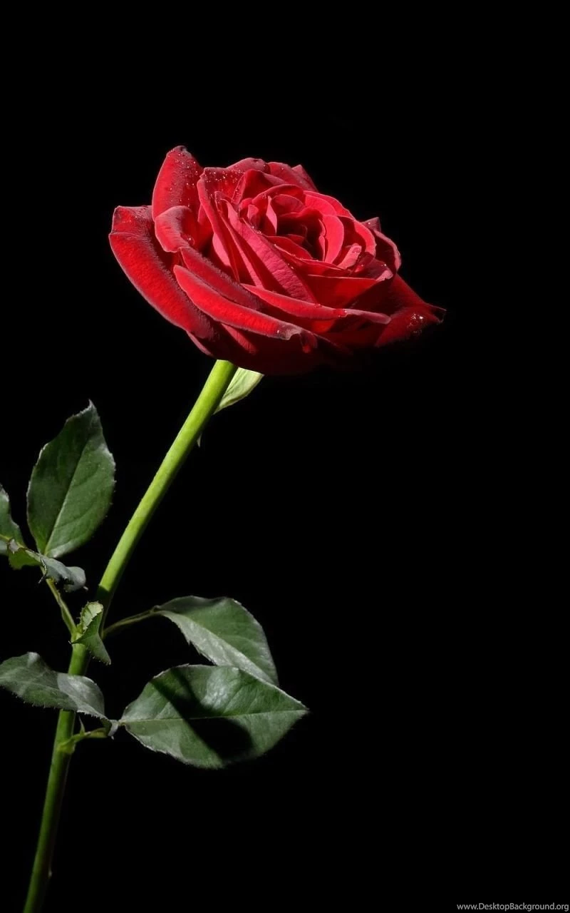 Samsung Galaxy Note 800x1280 Flowers Wallpapers, Desktop ...