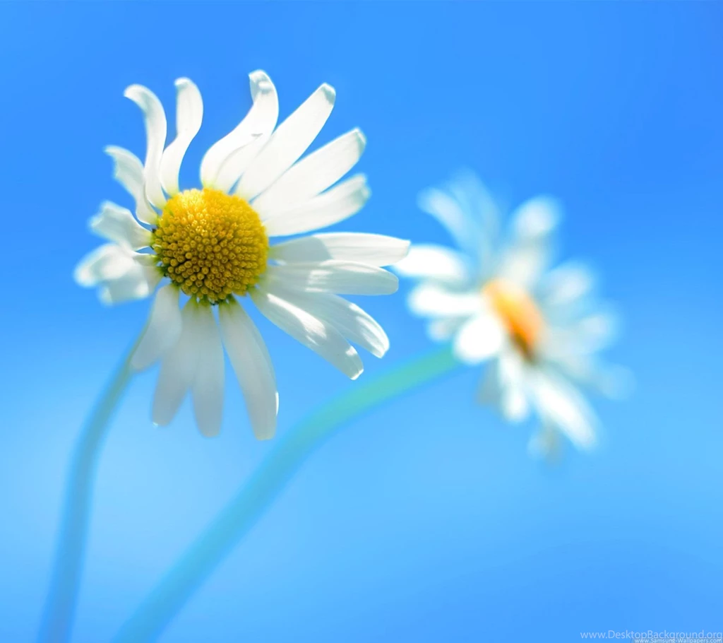Flower Art For Galaxy S3 I9300 1440x1280 Samsung Wallpaper_Samsung ...