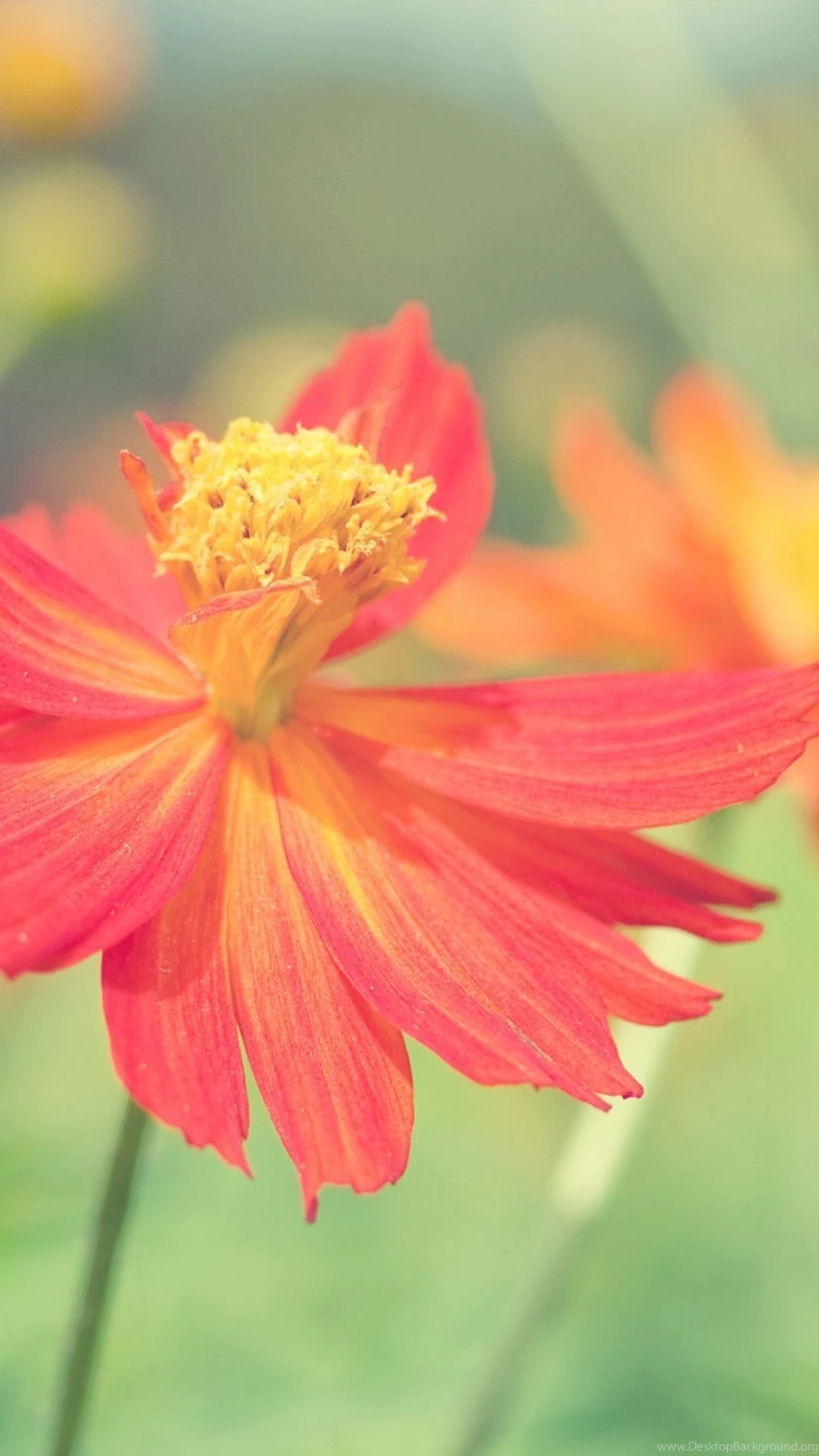 Red Flower S4 Wallpapers