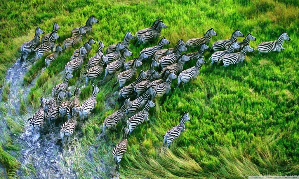 Mac Os X Retina Zebras HD Desktop Wallpapers : High Definition ...