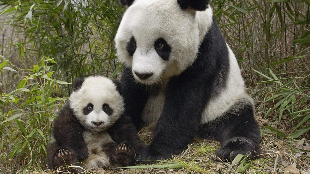 Download 15 HD 1080P Panda Wallpapers Torrent Kickass Torrents