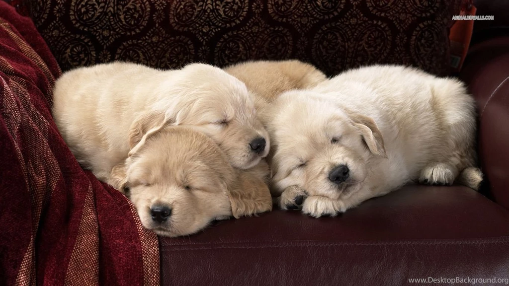 Labrador Puppies Wallpapers 1366x768 PowerballForLife