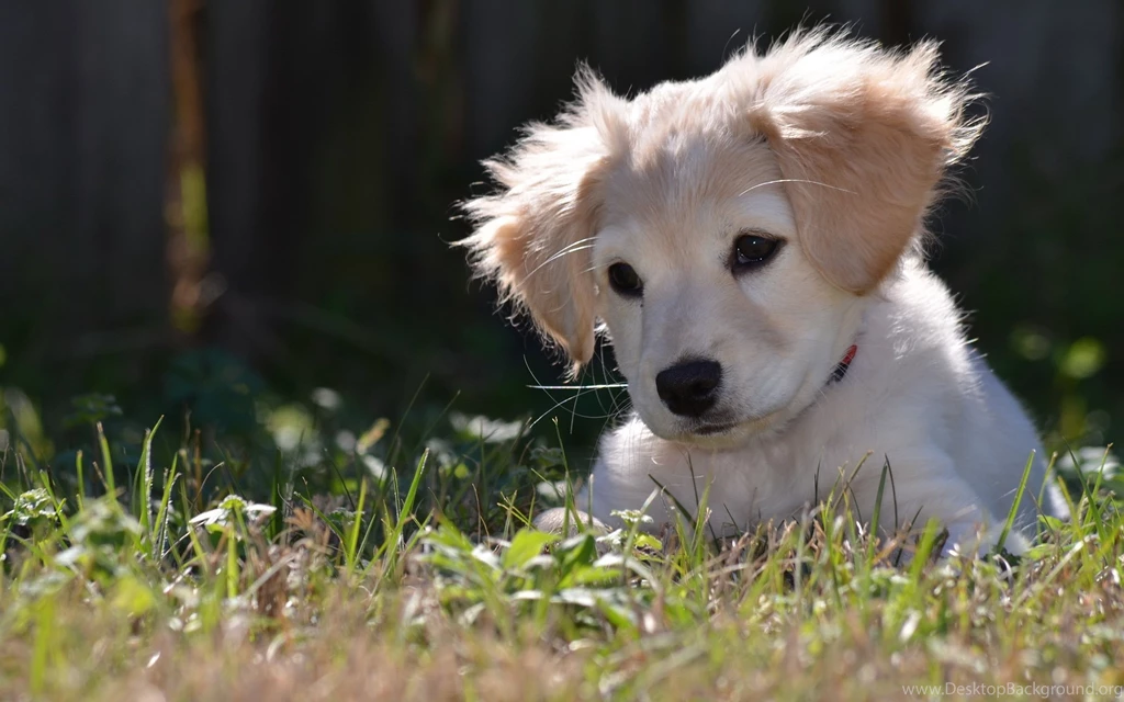 Top Golden Labrador Puppy Wallpaper Images For Pinterest