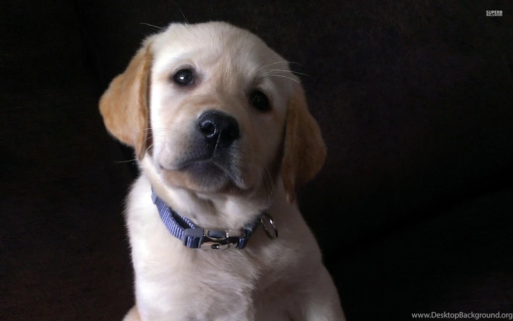 Labrador puppy 31888 1920x1200.jpg