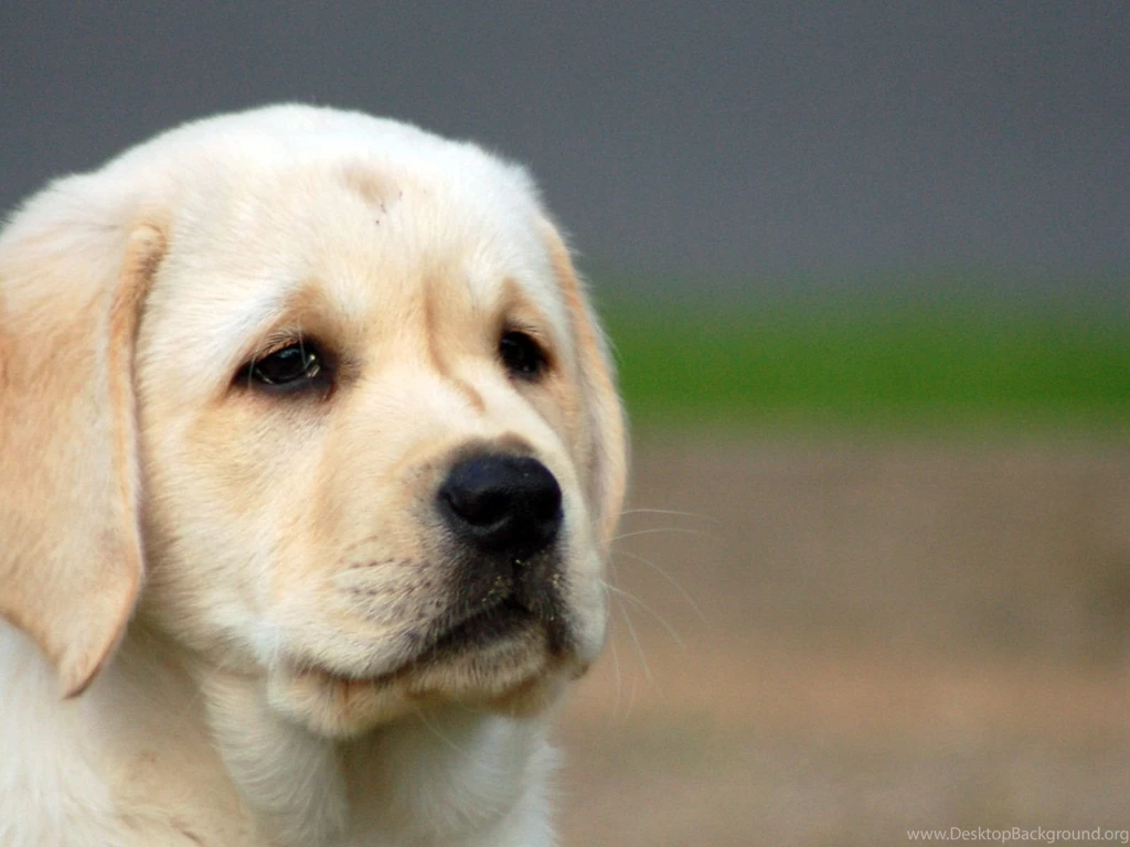 Lab Dog Drawing Wallpaper.