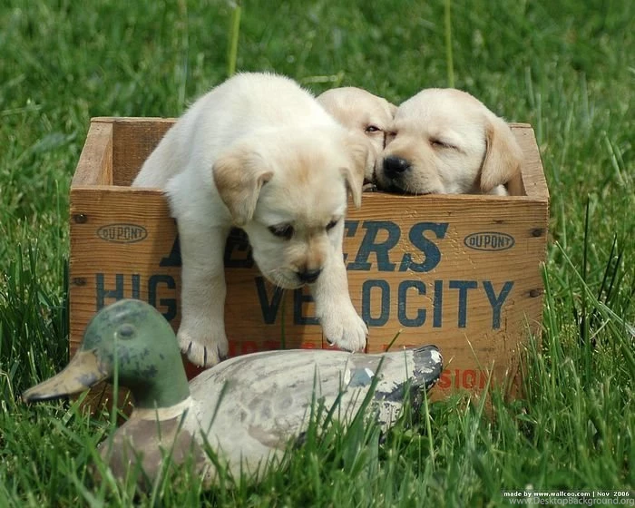 1600*1200 Labrador Puppy Outdoor Pictures 12   Wallcoo.net