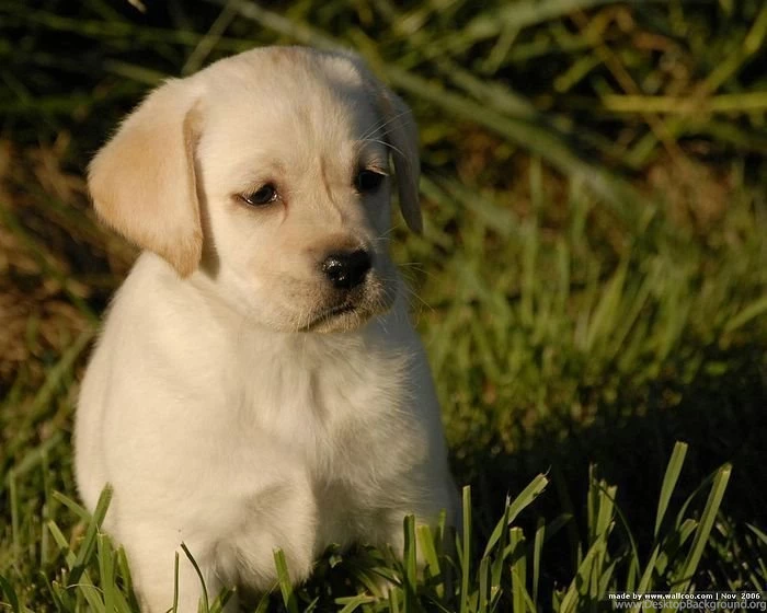 1600*1200 Labrador Puppy Outdoor Pictures 25   Wallcoo.net