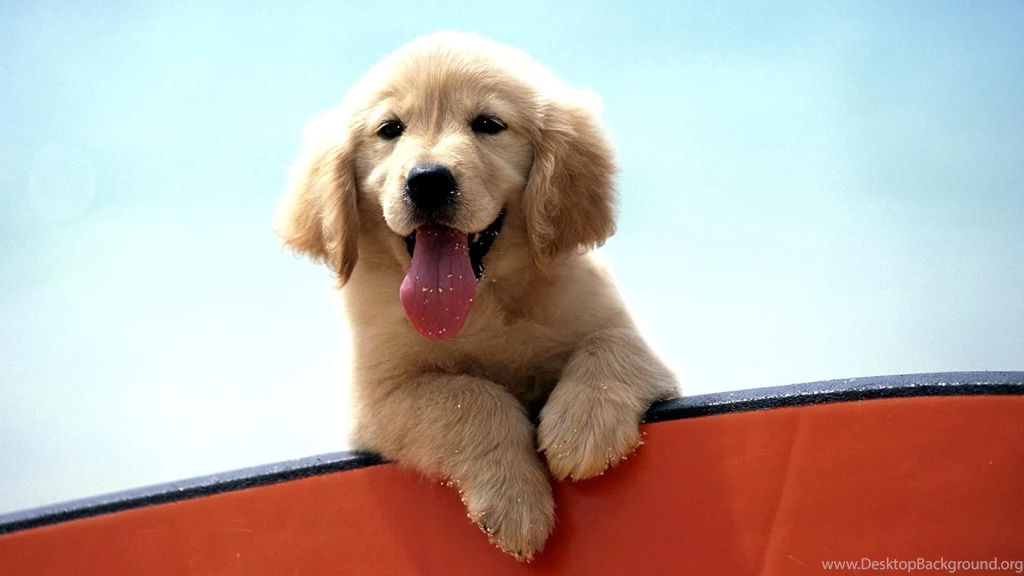 Top Golden Labrador Puppy Wallpaper Images For Pinterest