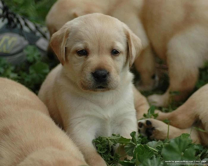 1600*1200 Labrador Retriever Puppy Wallpapers 9   Wallcoo.net