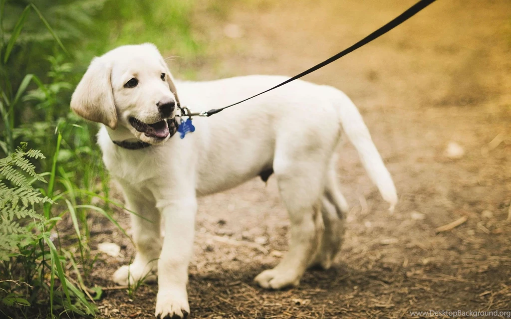 Labrador Retriever My Doggy Rocks