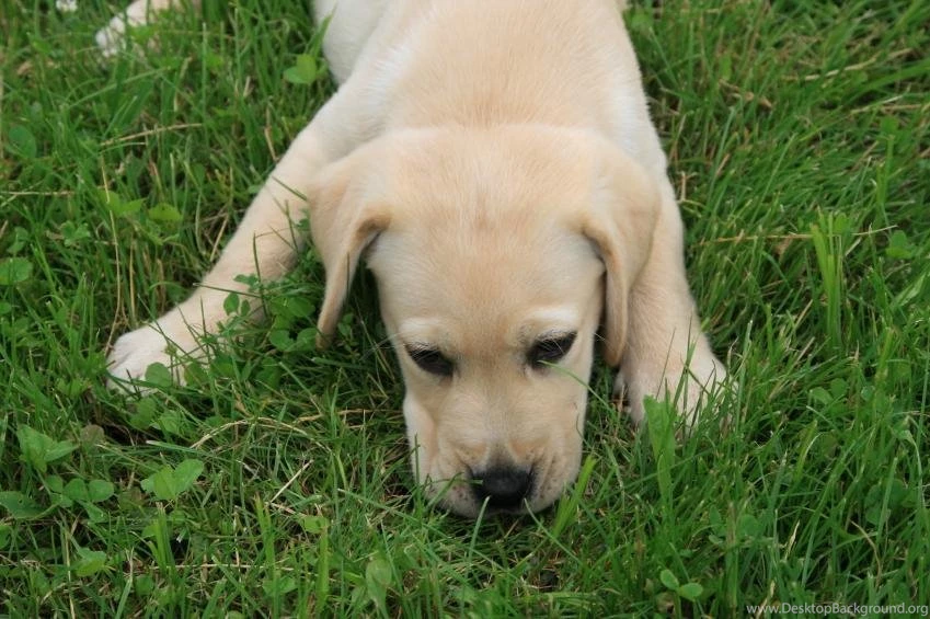 Puppy Wallpapers [Slideshow]