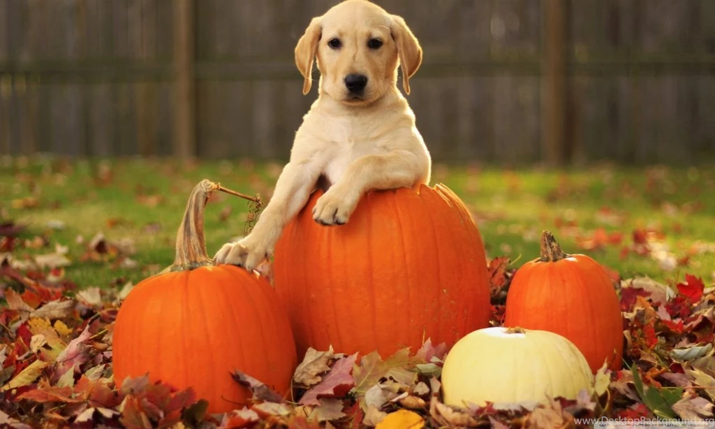 Yellow Labrador Retriever Puppy Autumn HD Desktop Wallpapers : High ...