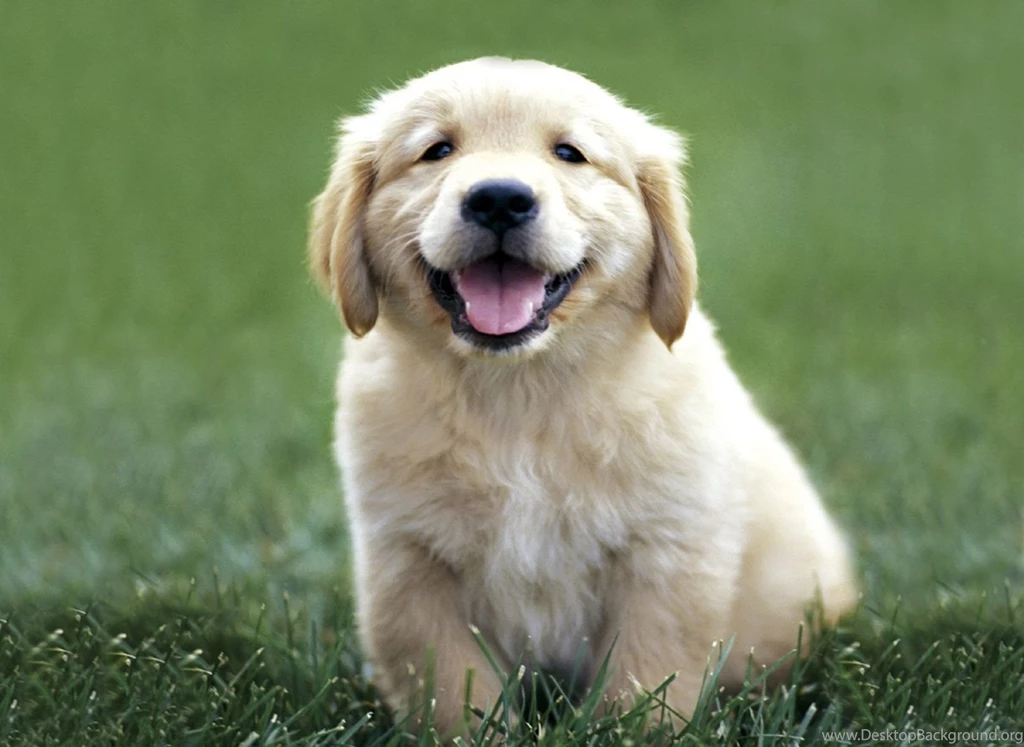 Labrador Retriever Puppies Wallpaper.