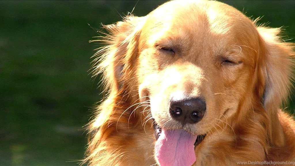 Brown Yawning Dog 1080p Hd Desktop Wallpapers Wallpapers At ...