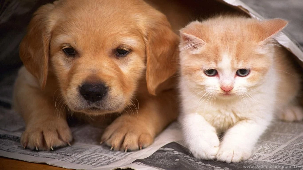 Dogs: Good Friends Kittens Dogs Cats Animals Puppies Amazing Cute ...