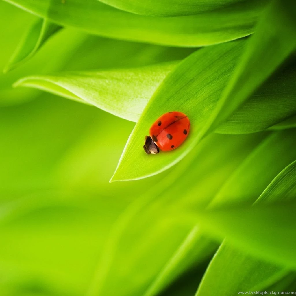 Free Download Mini iPad HD Wallpapers (7)