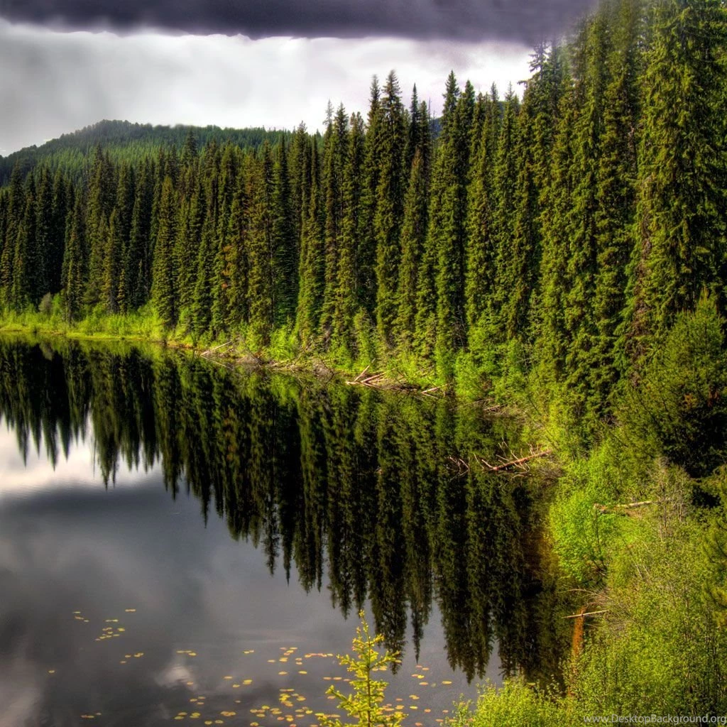 Pine Forest Ipad Wallpapers Download Free Ipad Wallpapers ...