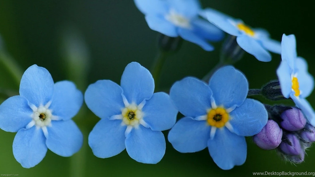 Blue Flowers ipad 3 wallpaper ipad wallpaper retina display ...