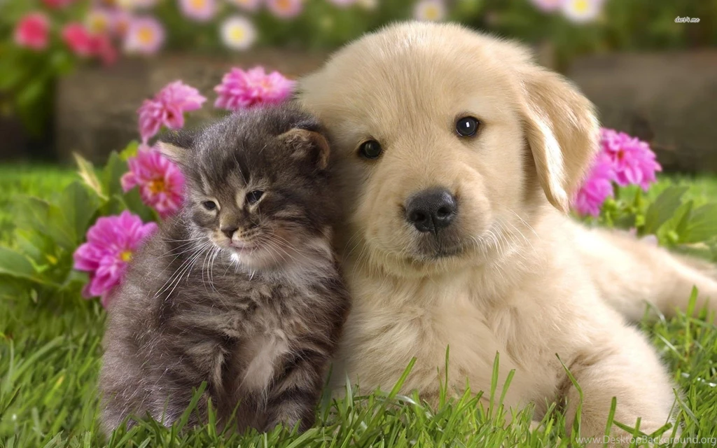 Puppy Wallpapers