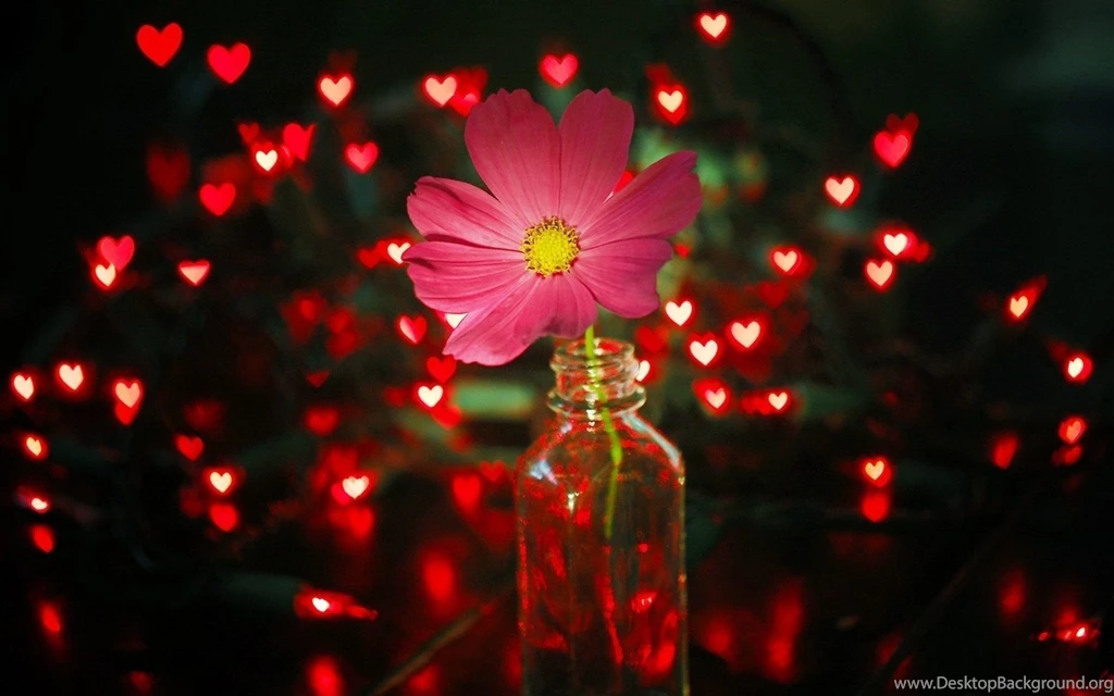 Flower Pink Jar Lights Red Hearts HD Wallpapers   FreeWallsUp