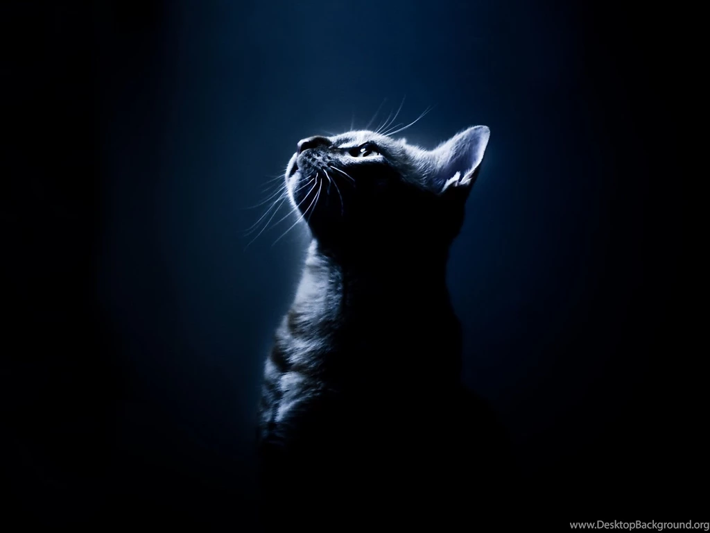 Dark Cute Cat Wallpapers Cute Cat Wallpapers PowerballForLife