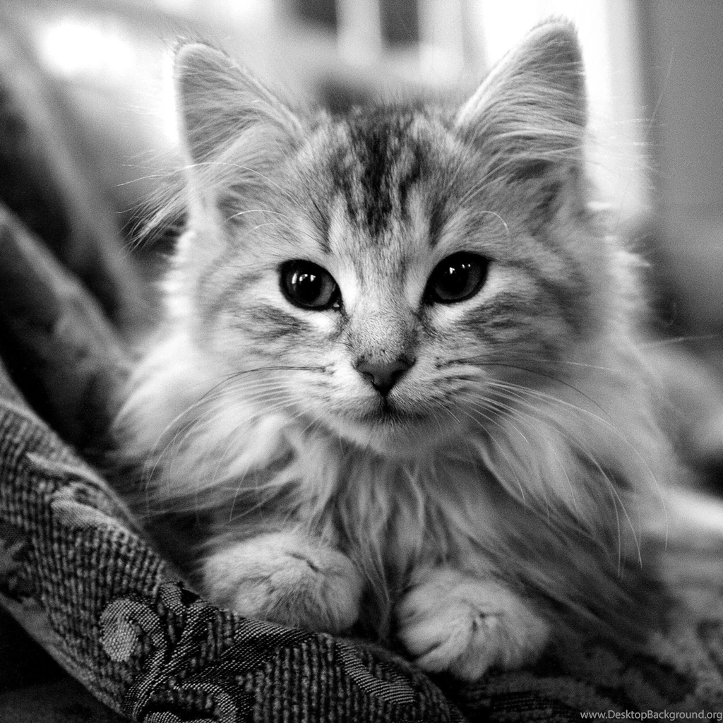 Ipad 3 Wallpapers Cat 03 ImgStocks Com PowerballForLife