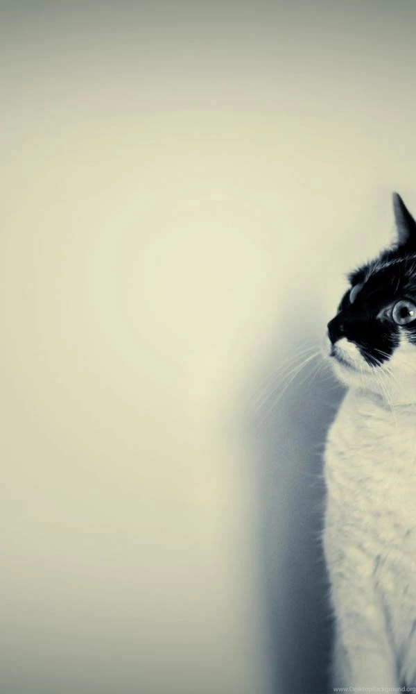 100 superb windows phone wallpapers to mark you niftier 09.jpg