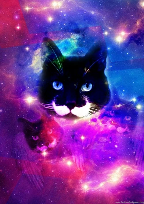 Cat Phone Wallpapers