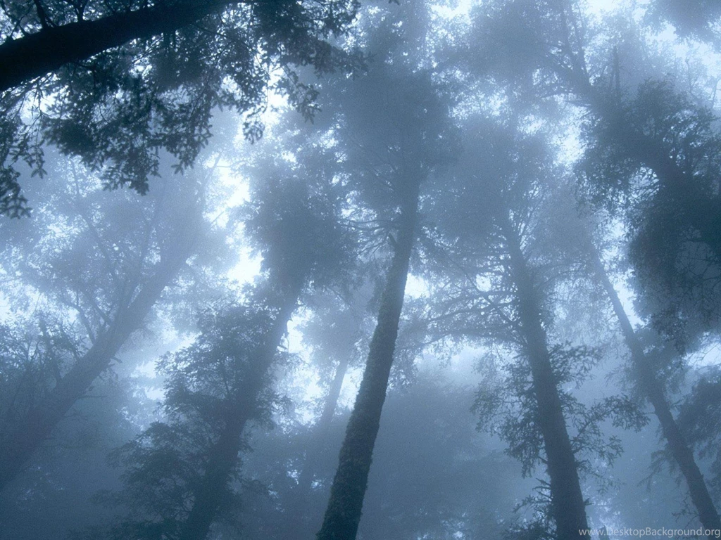 Storm Clouds Trees In Storm Clouds Free Desktop Backgrounds Free ...