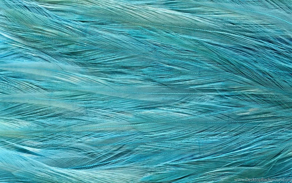 Feather Texture HD Wallpapers