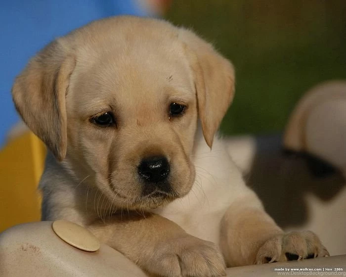 1600*1200 Labrador Retriever Puppy Photos 26 Wallcoo.net