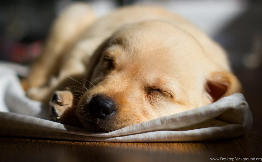 Labrador Pup Sleeping Wallpapers