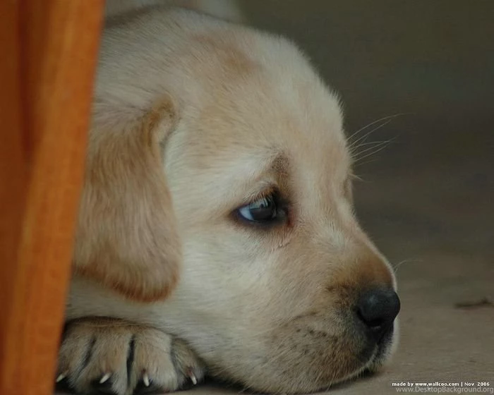 1600*1200 Labrador Retriever Puppy Photos 11 Wallcoo.net