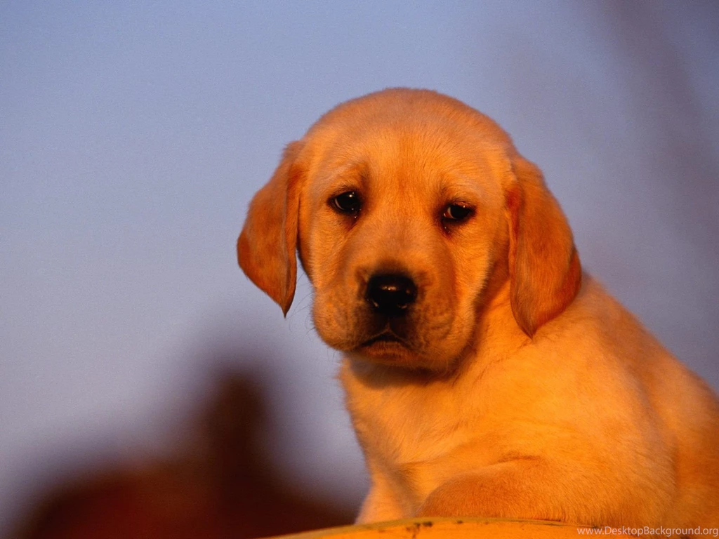 Sunrise delight labrador puppy.jpg