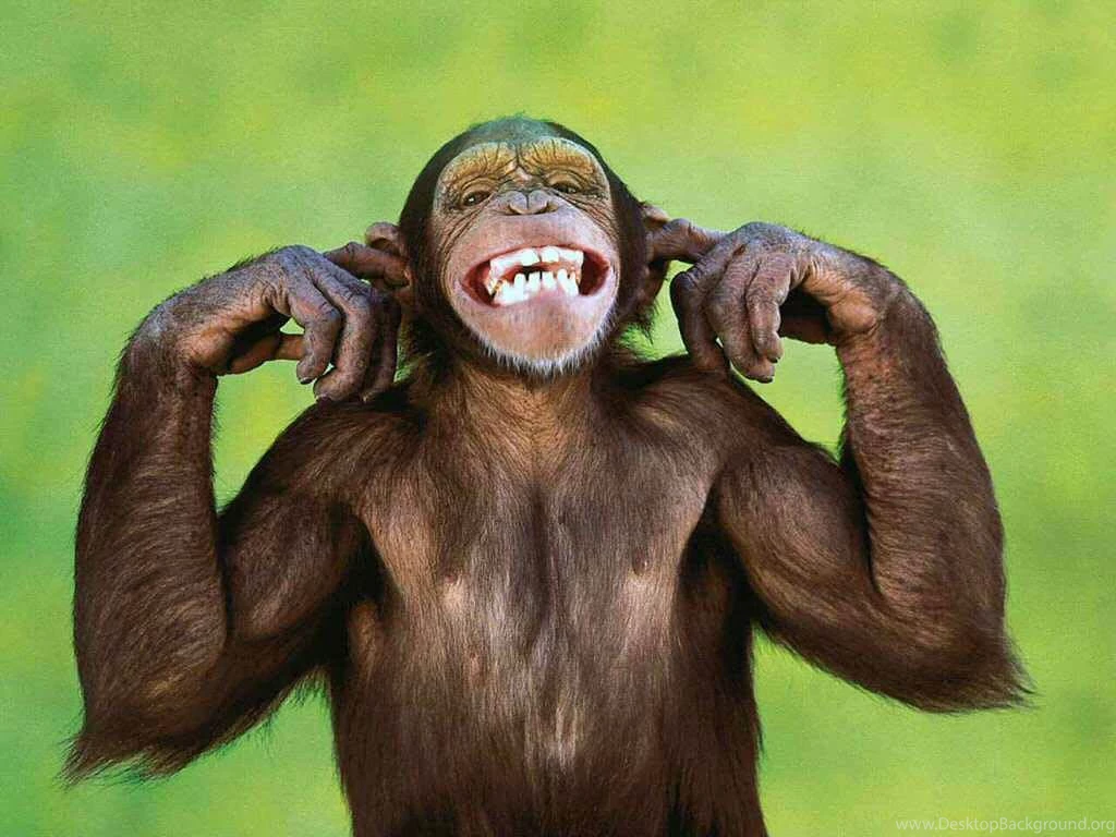 Monkey Wallpapers HD Pictures