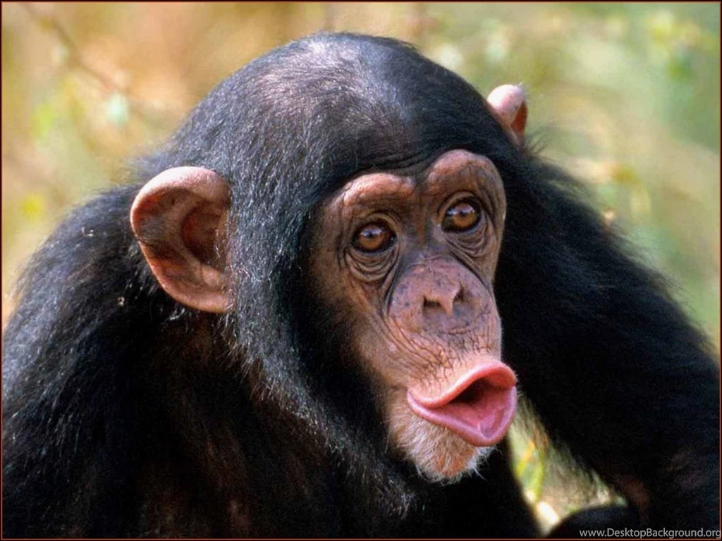 Funny Monkey Wallpapers