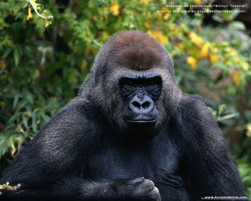 Monkey Pictures, Monkey Wallpapers, Monkey Photos Animal ...
