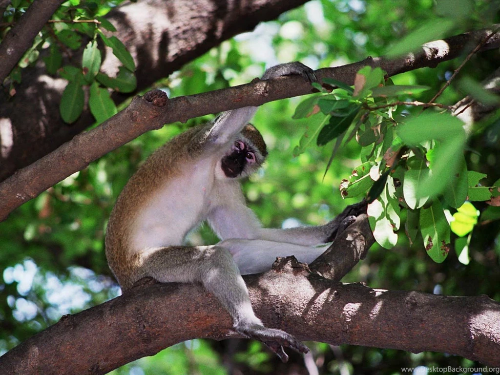 Free Monkey Wallpapers Wallpapers Download