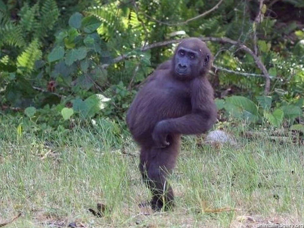 Cute Monkey Wallpapers