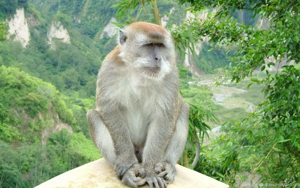Monkey Wallpapers 1920x1200 Wallpapers, 1920x1200 Wallpapers ...