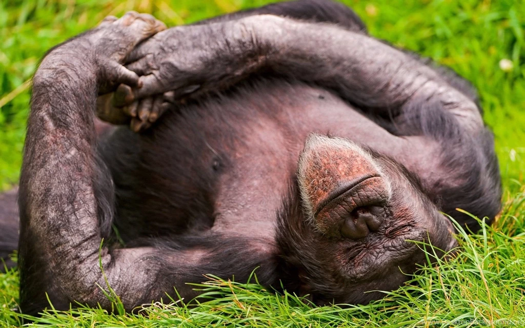 Monkey Wallpapers