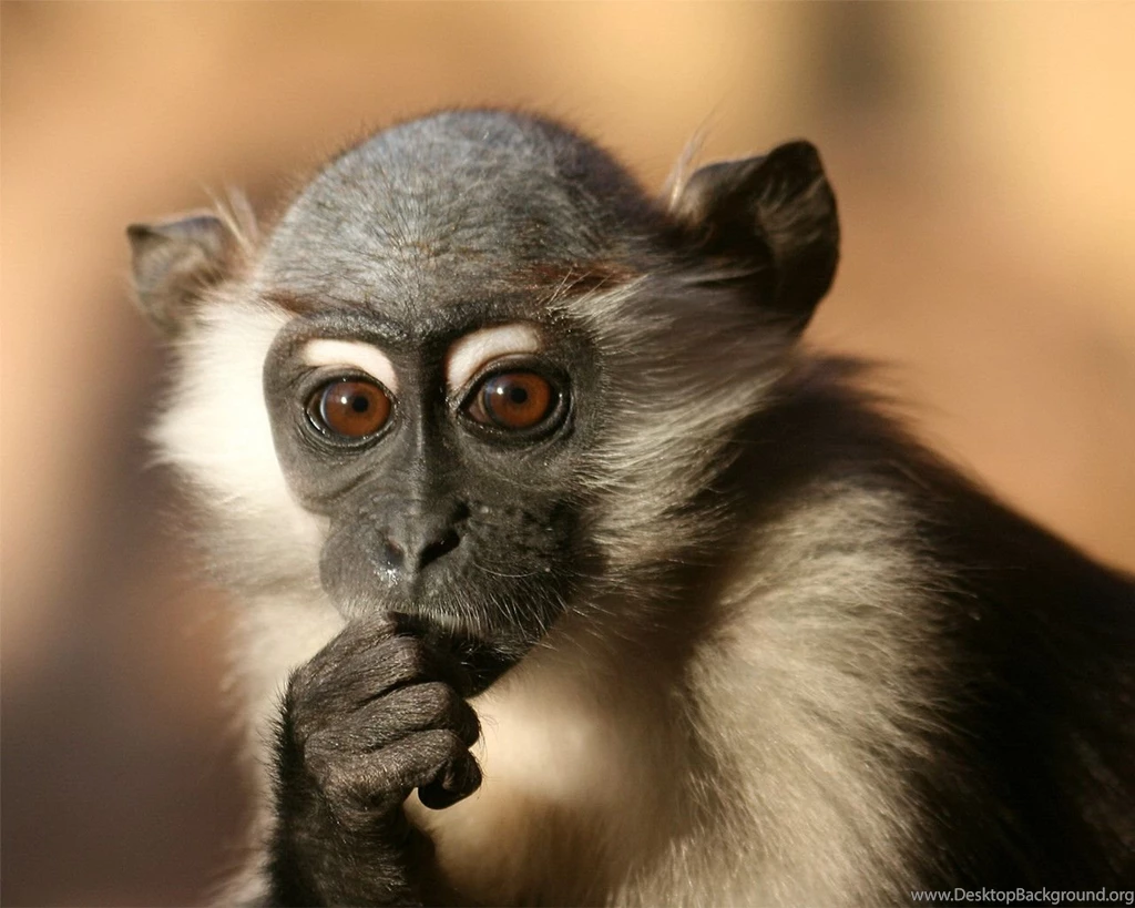 Spider Monkey Desktop Wallpaper, Spider Monkey Images, New Wallpapers
