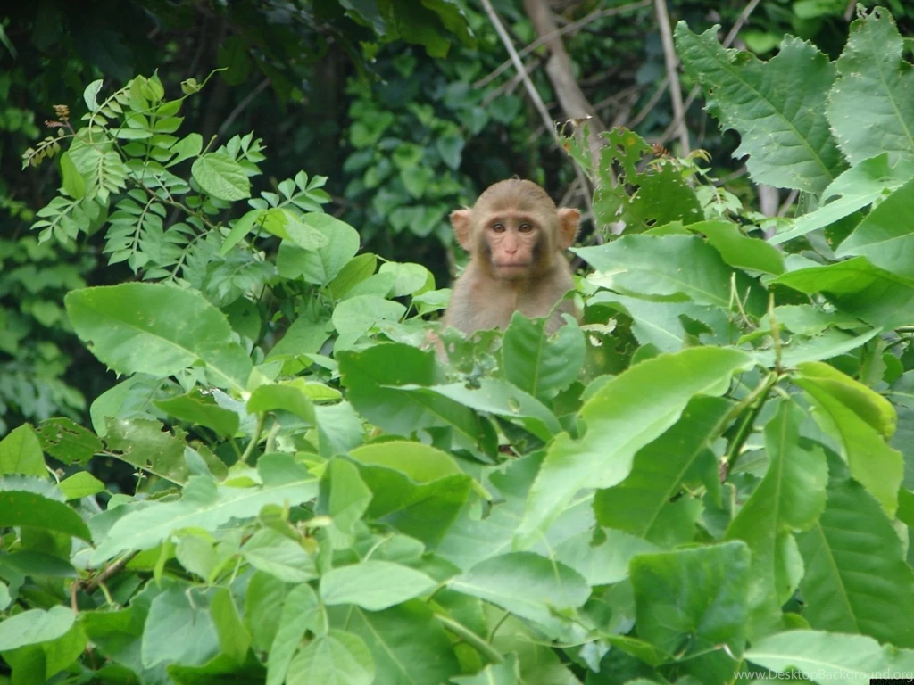 Monkey Wallpapers. Images And Animals Monkey Pictures (707)
