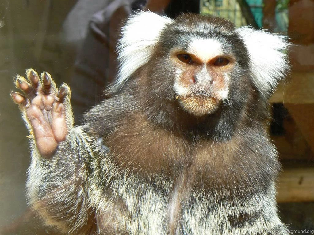 Marmoset Monkey Wallpapers Pets Cute And Docile