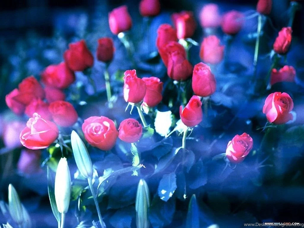 Red Romance Wallpapers Capture The Romantic Scene 1024x768 NO.15 ...