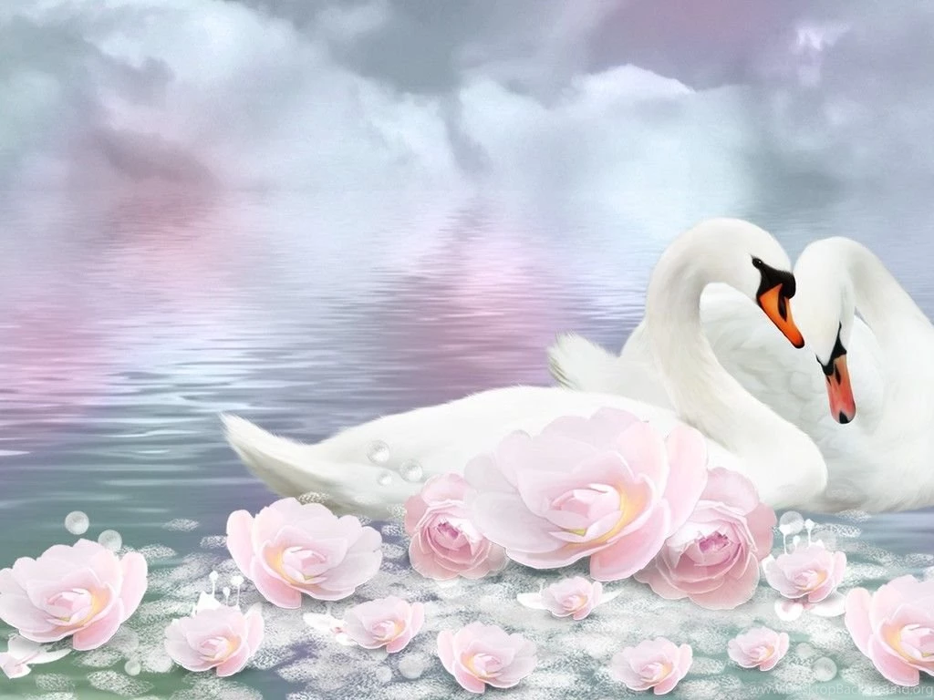 Swan Romance Wallpapers