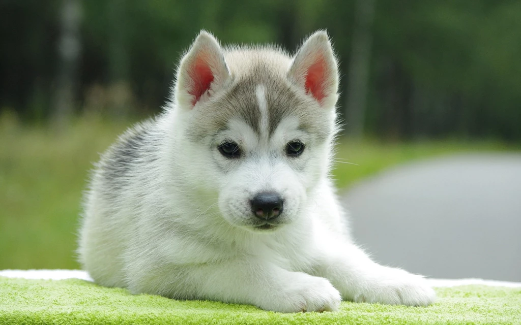 Free Alaskan Malamute Puppy Wallpapers HD