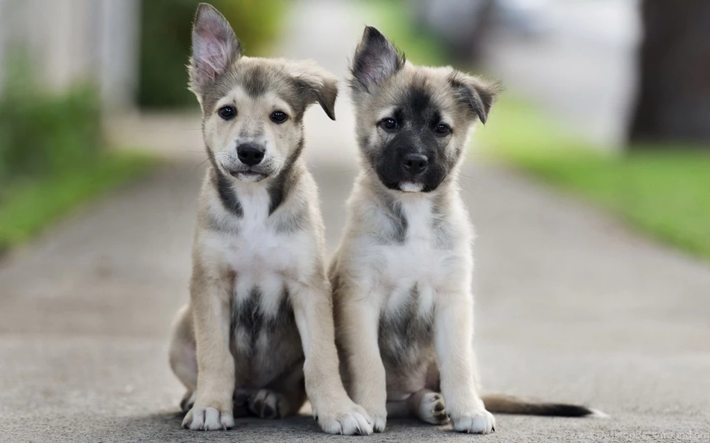 Puppies Wallpapers HD For Desktop And Mac Oki Pix