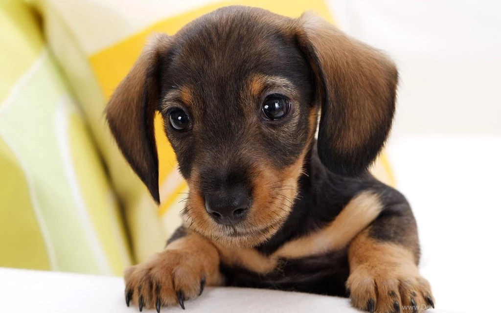 Dachshund Puppy Cute Puppies Wallpapers 1600x1000 IWallHD ...